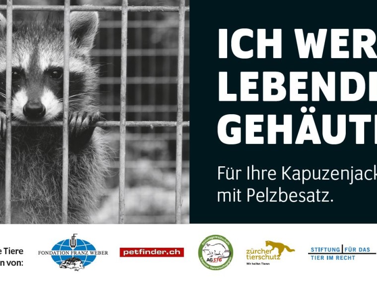 Tierschutzorganisationen lancieren gemeinsame Kampagne gegen Pelzprodukte